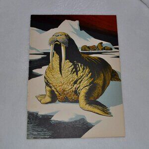 Pacific walrus 1950s wildlife book illustration Lee Ames bookplate vintage print